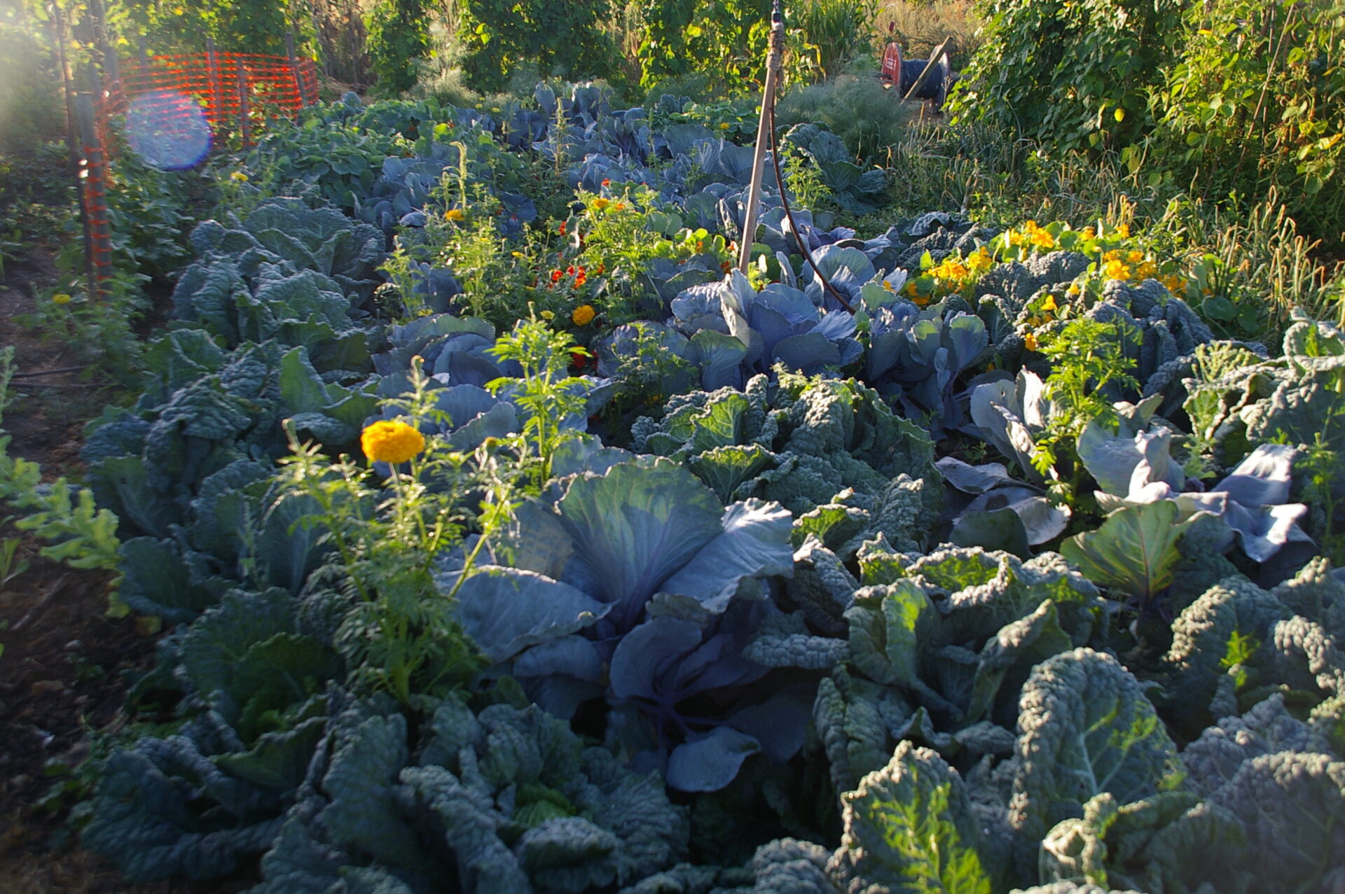 Community garden